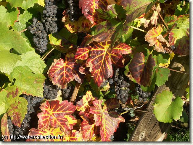 Diapositive suivante